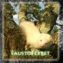 FaustoFerret's Avatar