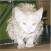 Shonia's Avatar