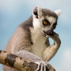 barskir's Avatar