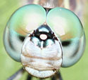 i.dragonfly's Avatar