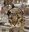 DvdAddict's Avatar