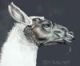 llamabox's Avatar