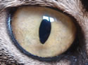stephinson's Avatar