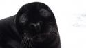 Blackseal's Avatar