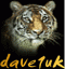 dave1uk's Avatar