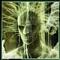 corsut's Avatar