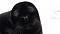 Blackseal's Avatar